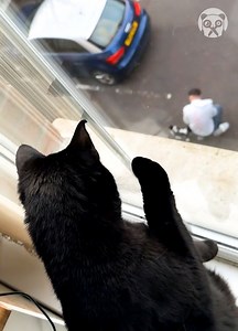 29K views · 66 reactions | Sad cat watches dad petting another cat | Girly Panda | Facebook