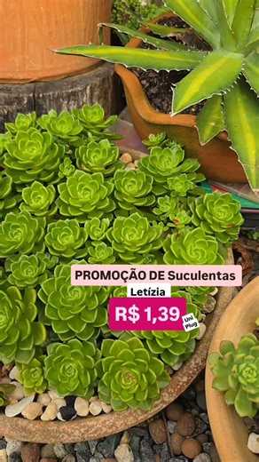 Duda Tomasi | Plantas: Cactos e Suculentas | PROMOÇÃO DE Suculentas! Válido ate 24/01 ! Envios 📦 para todo Brasil! 47 992172754 | Instagram