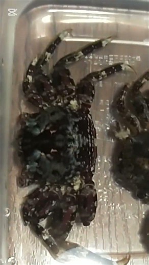 海底で何かが❓❓ 更にハッキリカラフルな樹皮模様のモクズガニ【イボショウジンガニの可能性😳】がまた２匹漂着していました😳✨✨