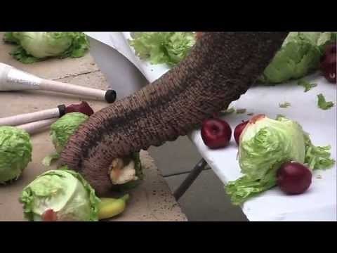 Watermelon plus elephant equals breakfast