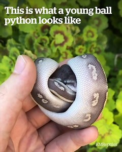 Pythons aren't so scary when they're one month old 😲🐍 Credit: KMReptiles | VT