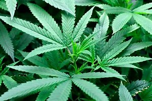 'One Toke Over The Line' - The Story Behind The Song