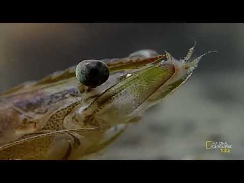 Shrimp Amazing Animals JELLY DOG DOG CARTOON NETWORK CITY EXPLORE WORLD EARTH RIO SUMMER 2023