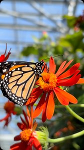 Starting off Monday the right way with a little monarch moment! 🦋✨ Come see these beauties and more at Butterfly Wonderland! Open today, and every day, 9:00 AM - 5:00 PM! | Butterfly Wonderland
