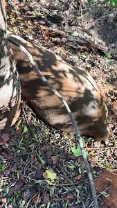 🦌🏹 This how Josh found his recent Georgia buck after an incredible shot. Check out the full hunt on our YT channel! #whitetail #bowhunting #N1outdoors - - - #quarteringaway #bowseason #whatgetsyououtdoors #whitetailaddiction | N1 Outdoors