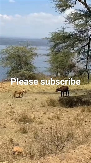 বাঘ দেখে গরুর হার্ট অ্যাটাক হয়ে গেল