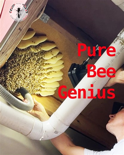 Why the “Empty” Combs Are Pure Genius 🐝 At first glance, this wild honey bee nest looks all wrong. 🐝 Empty combs. No honey. No brood around the edges. 🐝 But nothing here is a mistake. 🐝 Every cell, every gap, every choice has purpose. 🐝 What looks like wasted space is actually strategy. 🐝 And the lesson applies to Flow Hive owners, too. If your bees aren’t using the Flow Frames, it’s not the hive’s fault; it’s timing. 🐝 Watch to the end to see why wild bees are the ultimate resource manag