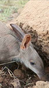 The aardvark: Close-up footage of the iconic African anteater