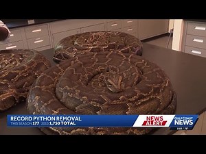 Conservancy of Southwest Florida removes record 8,080 pounds of Burmese pythons in breeding season
