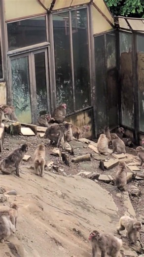 ケンカする猿🐒｜飼育員さんの解説付き【音の世界】 #猿 #動物 #さる園