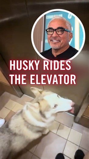 In this Cesar Reacts, I break down how a calm, well-mannered Husky used instinct and scent to find his way home without fear or panic. Full stories and real breakthroughs on my YouTube channel @CesarMillanOfficial En este video de Cesar Reacts, analizo cómo un Husky en calma y bien educado usó su instinto y su olfato para encontrar el camino de regreso a casa sin miedo ni pánico. Ve las historias completas y los verdaderos avances en mi canal de YouTube | Cesar Millan