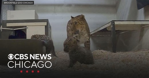Brookfield Zoo shares video of leopard cubs