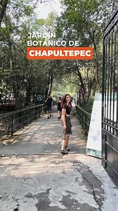 🌿✨ Descubre el Jardín Botánico de Chapultepec ✨🌿 Ubicado en la Primera Sección de Chapultepec, este hermoso espacio alberga más de 300 especies de plantas nativas de México, incluyendo cactus, suculentas, árboles medicinales y un increíble jardín de polinizadores 🦋🌺. 💡 Dato curioso: Aquí puedes ver el icónico ahuehuete de Moctezuma, un árbol con más de 500 años de historia 🌳⏳. Además, el jardín ayuda a conservar especies en peligro y promueve la educación ambiental. 🕰 Horario: Abierto de 