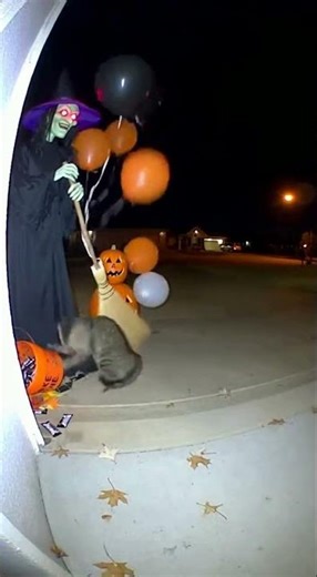 Cat Attacked by Halloween Witch Decoration… Then DESTROYS Everything! 😂😺💥