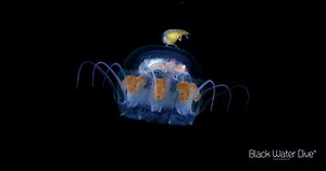 ブラックウォーターダイブ | ナイトダイビングの新スタイル“Black Water Dive”