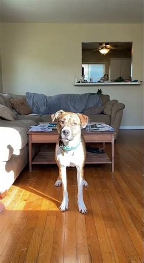 Dog Caught Walking Like A Human on Camera