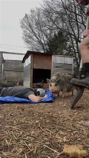 Heartbreaking Decision After Pig Attack