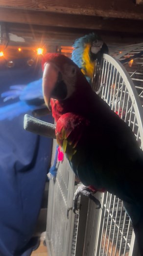 Ron Ramjet Niehaus on Reels