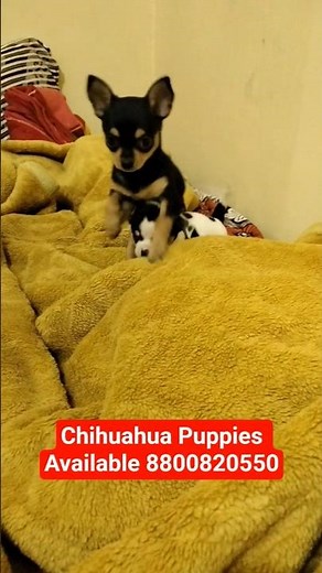 Chihuahua Puppies For Sale | Chihuahua Price In India | #chihuahua