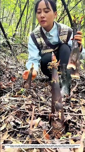 Extracción de brotes de bambú: Cómo una técnica ancestral alimenta familias y conserva ecosistemas