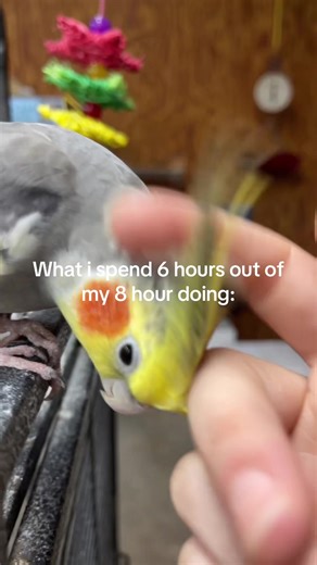 Why My Cockatiel Screams for Attention
