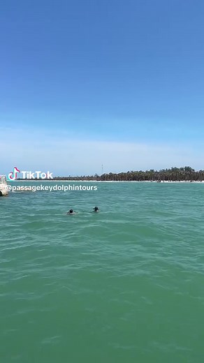 Passage Key Dolphin Tours on TikTok