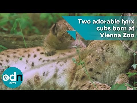 Two adorable lynx cubs born at Vienna Zoo