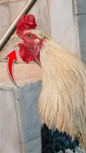 ROOSTER CROWING SOUND EFFECT 🐓 #shorts #shortsfeed