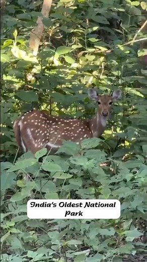 Inside India’s Most Famous Tiger Jungle 🐅 | Jim Corbett National Park