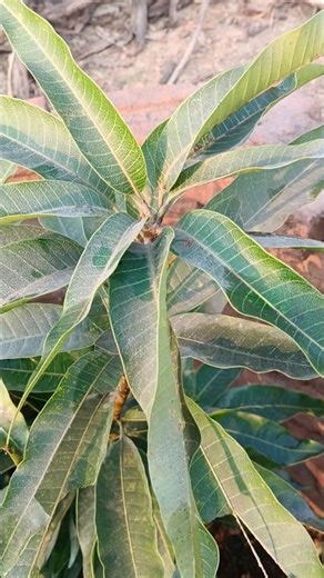 Green Sweet Mango Tree 🌿🥭 | Fresh Nature Beauty