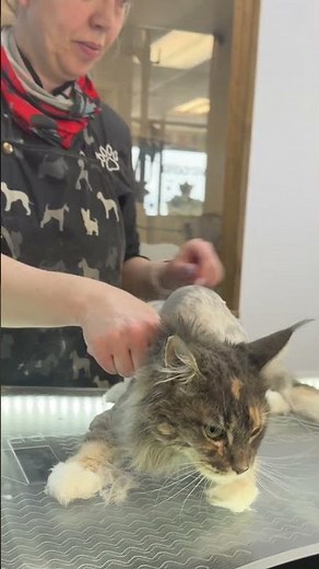 Maine coon lion cut #suziqspetspaw