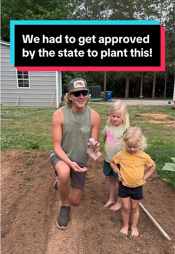 We had to get approved by the state to plant this! Follow along as we grow ornamental cotton for educational purposes. First step is planting! While only grown on a large commercial scale now, this summer we’ll show how it might have been done by our grandparents generation when nearly everyone - especially in mill towns - were involved in it in some way! #gardening #farm #cotton #southcarolina #agriculture