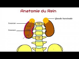 Anatomie du Rein