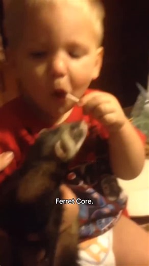 ZOOps Intelligence 📌 on Instagram: "Just a noodle.... #ferret #cat #cute"