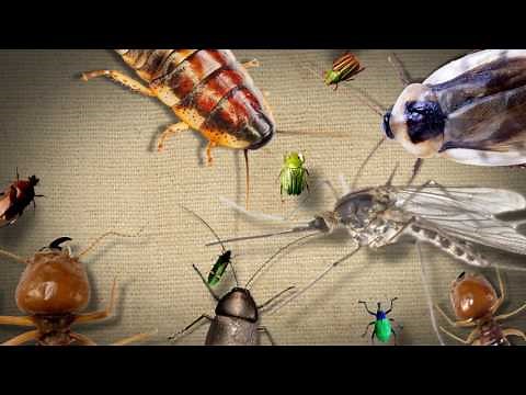 J&J Exterminating | Louisiana