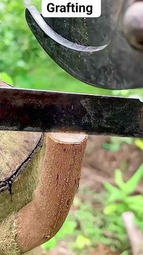 227K views · 4.9K reactions | Grafting techniques蝹 #grafting #garden #viralreels #reelsvideoシ #reelsfypシ #reels #plants #fyp #reels #tanamanhias | Naufal Romadhon | Facebook