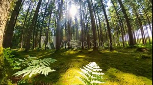 idyllischer Nadelwald mit Sonnenstrahlen und Baumwurzeln, Wurzeln, unterirdisch, Halt, Erdreich, Erdschichten, Tannen, Fichten, 4k