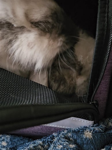 Progress! He groomed her continuously for 3 minutes during their