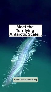 11 reactions | Meet the Terrifying Antarctic Scale Worm! #wildlife #ocean #marinelife | Sheriff Michel | Facebook