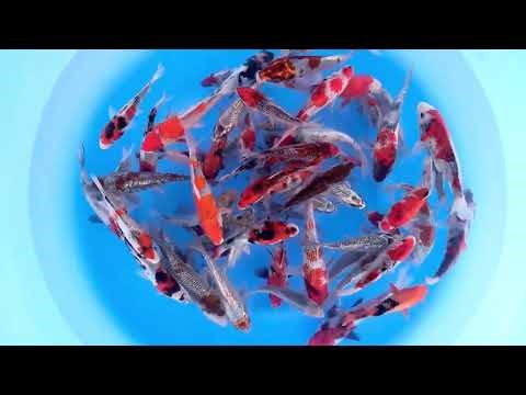 KOKA-002 Tosai Mix : 14-18 cm (Sample)