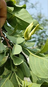 Flowers have started blooming on the custard apple plant #nature #farming #gardening #shorts