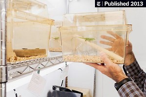 Coldblooded Does Not Mean Stupid