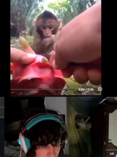 "Baby monkey eating dragon fruit" | monkey