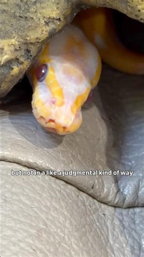 She is a nosey Ball Python😂😍🫶