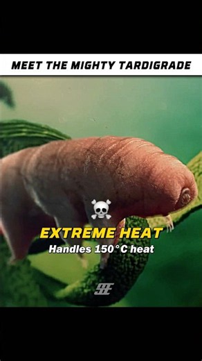The Animal That Survives Space ☠️🐛 #space #tardigrades #universe #solarsystem #earth