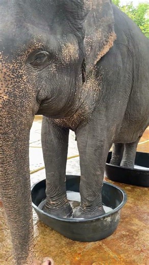 Heartfelt Elephant Feeding Moments | Love, Care & Visitor Reactions at the Sanctuary