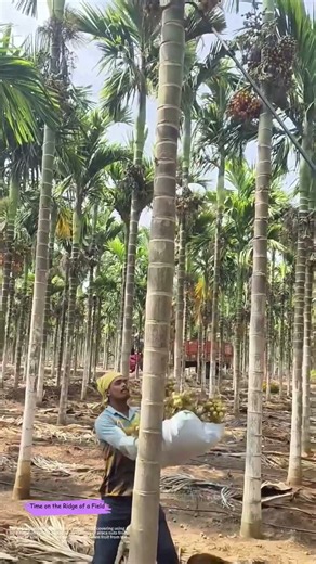 Cutting from Below: How a Long Pole Harvests Areca Nuts