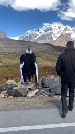 Johnny Lee Johnson on Instagram: "The largest flying land bird on earth 🔥 #nature #wildlife #facts #DidYouKnow #NatureFacts #MindBlowingFacts #wild"
