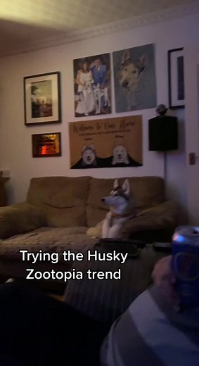 Husky Zootopia Trend: Dog Howling Compilation