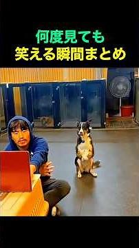 何度見ても笑える瞬間まとめ🤣🤣😂 #funny #fun #funnyvideos